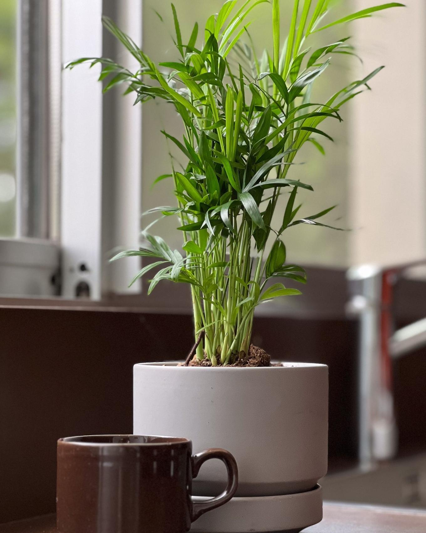 A small Parlor Palm nest to a hot cup of coffee on a kitchn counter