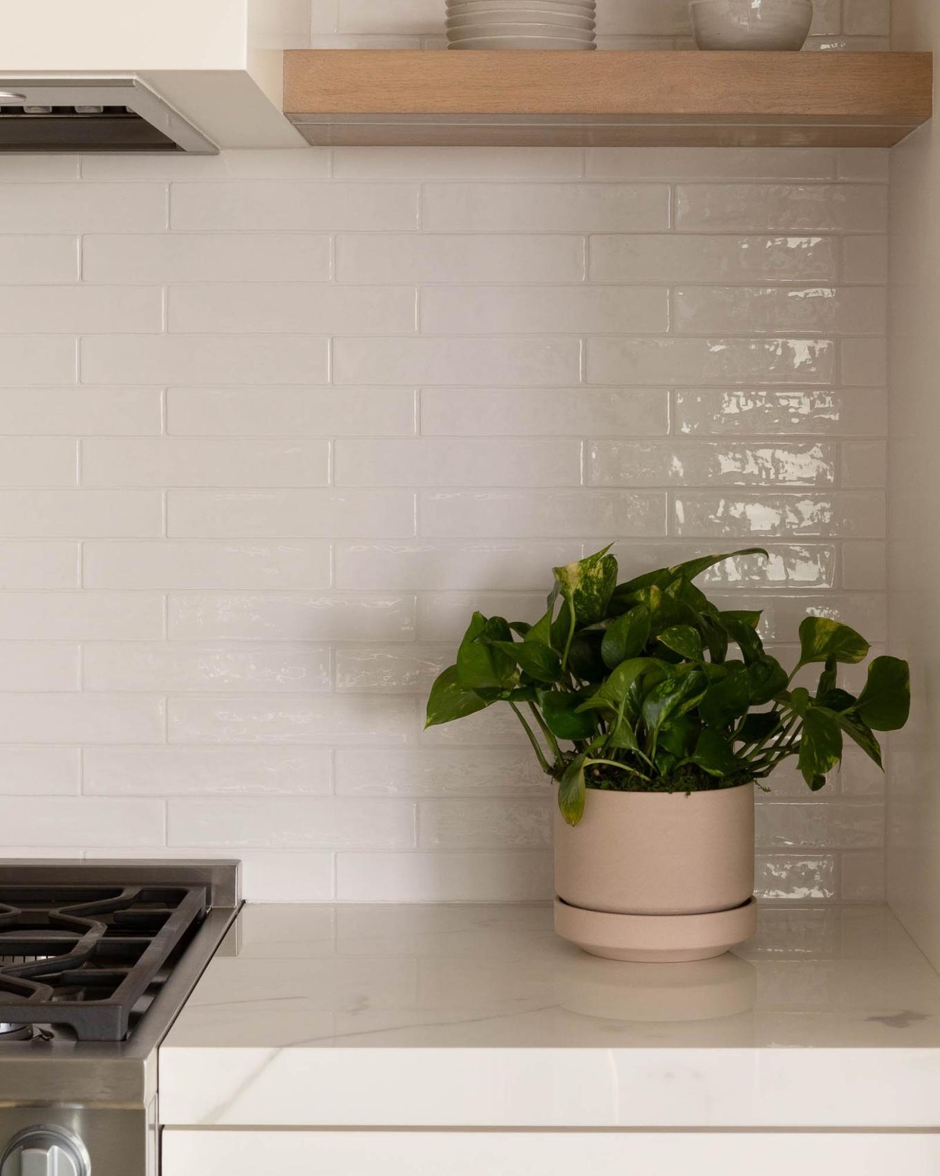 Bright Cascading Pothos on kitchen countertop