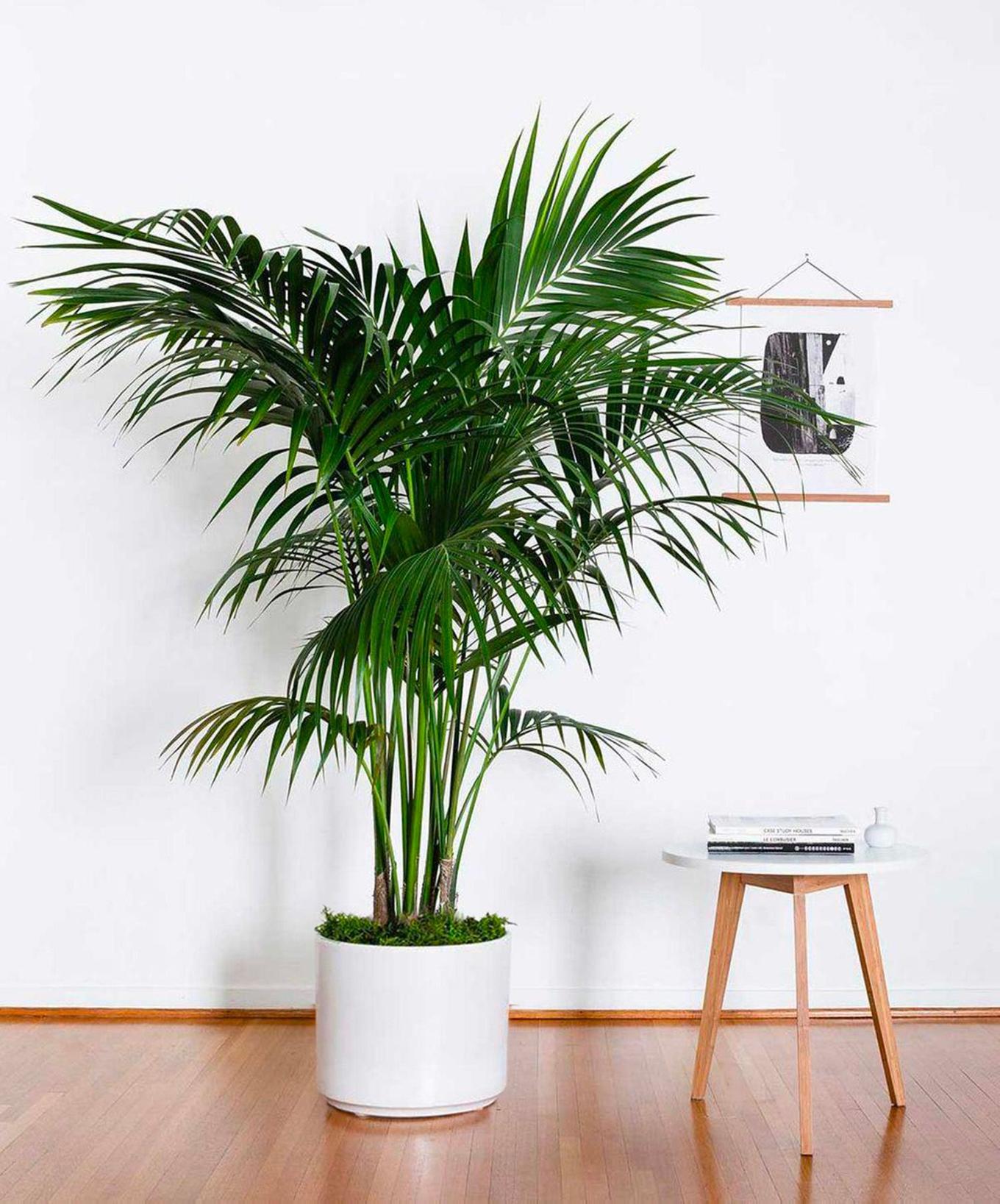 A big, beautiful and bold Kentia Palm brightening up the room.