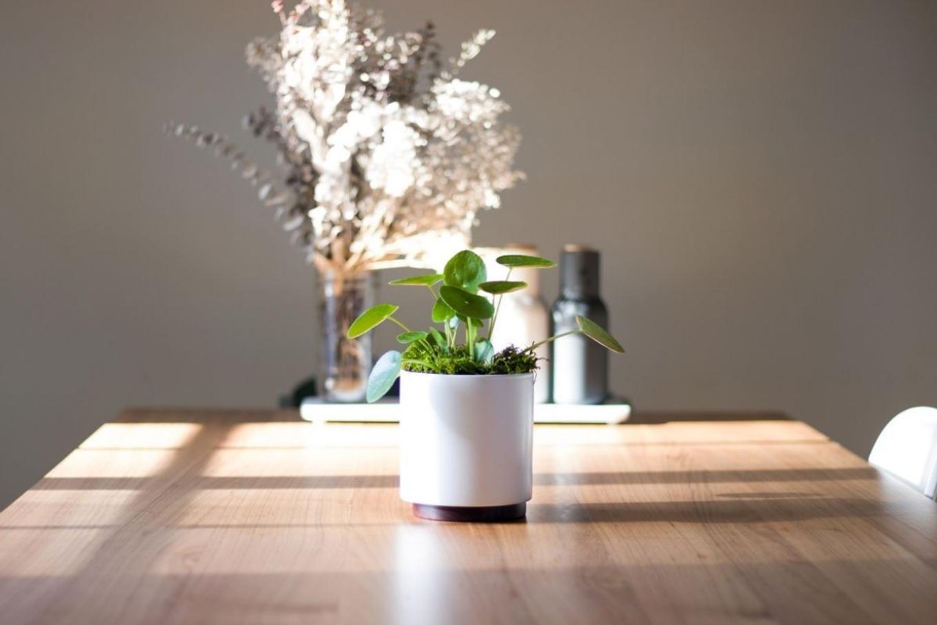 A dining room table with a perfect plant for a housewarming gift