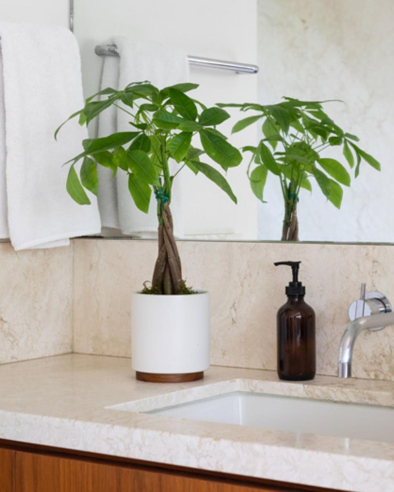 A girl unboxing a Cast Iron plant for her home
