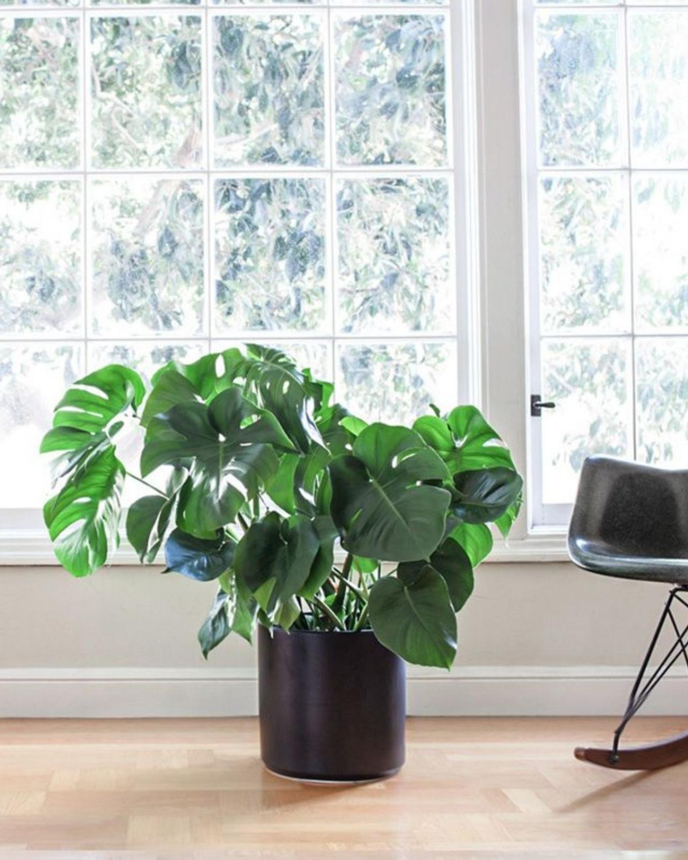 A beautifully full Monstera next to a modern black rocking chair