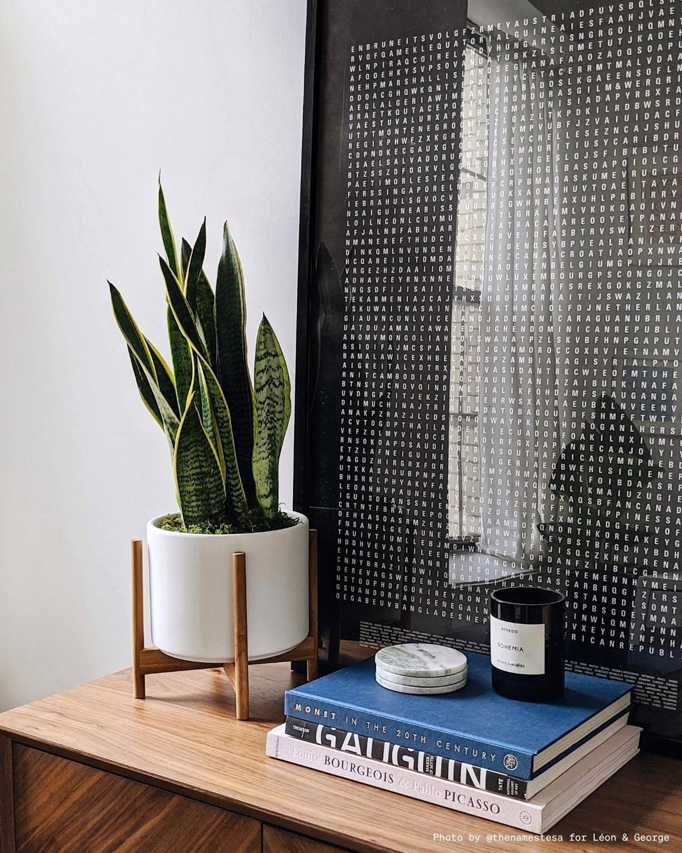 Minimally decorated console with a Snake Plant