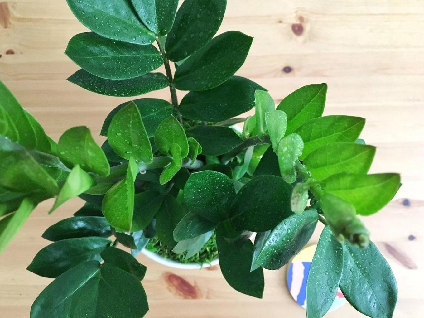 Increasing humidity for indoor plants
