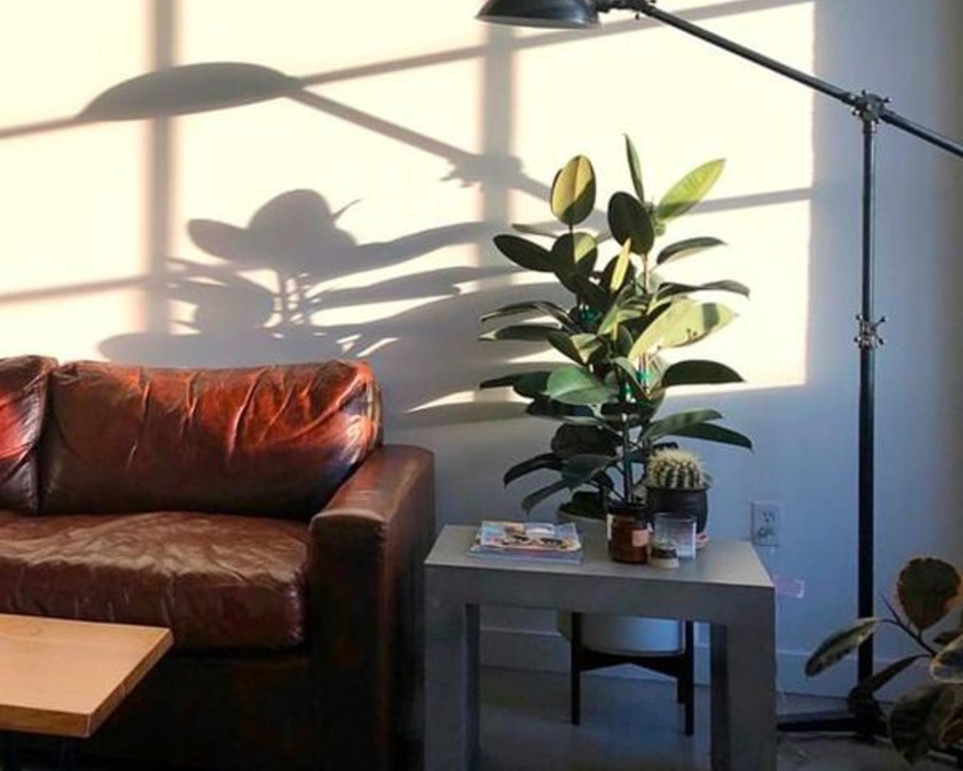 Aesthetic Appeal of indoor plants