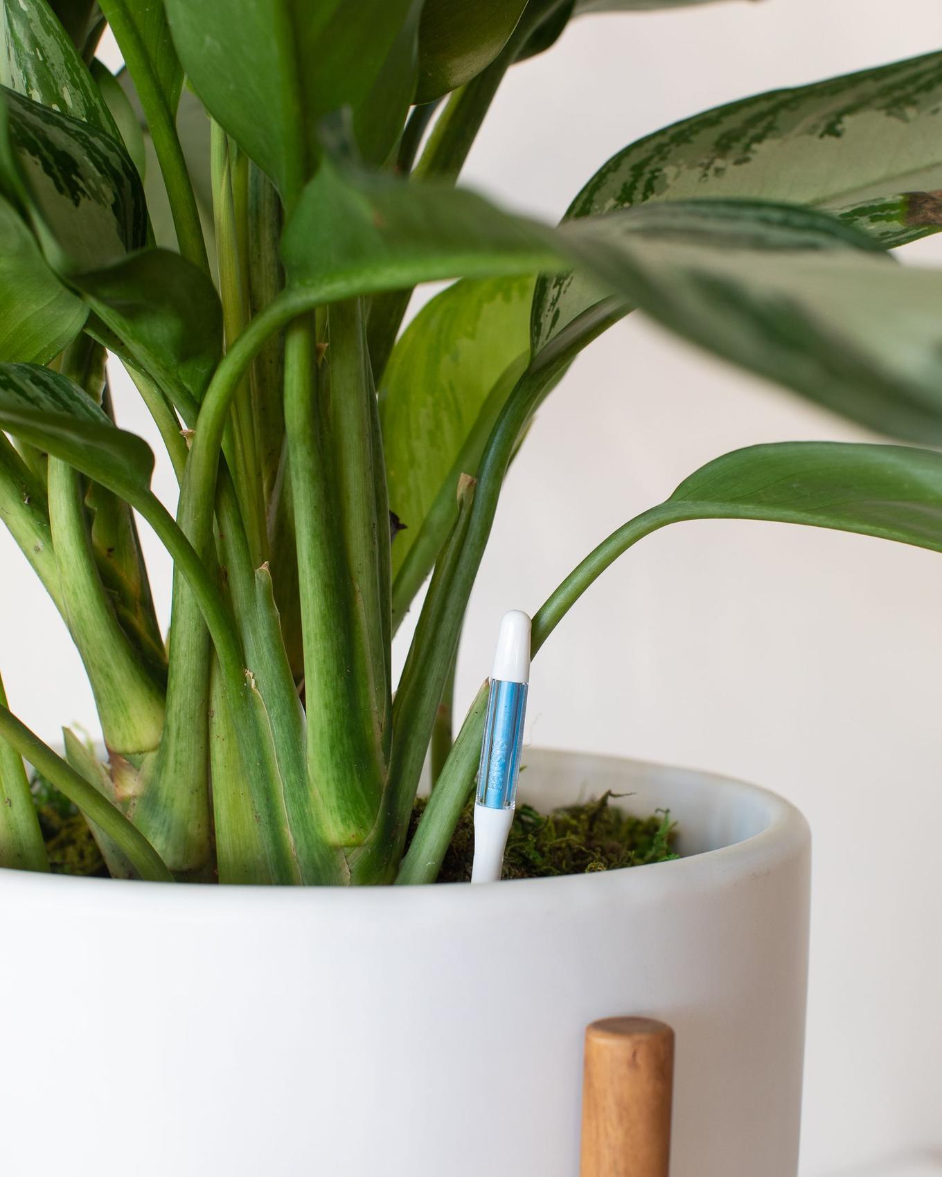 Moisture meter in Silver Evergreen plant