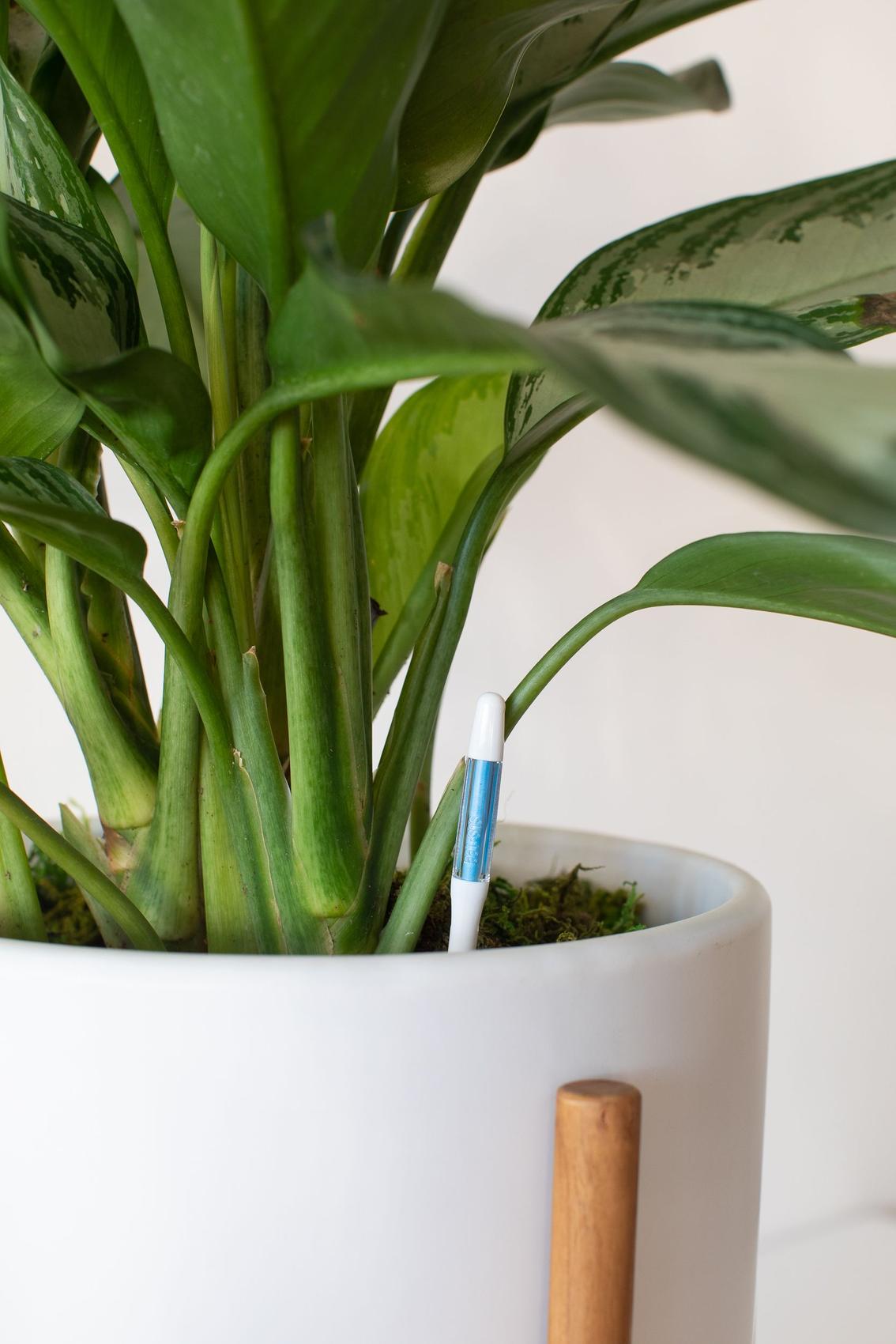 Moisture meter in Silver Evergreen plant