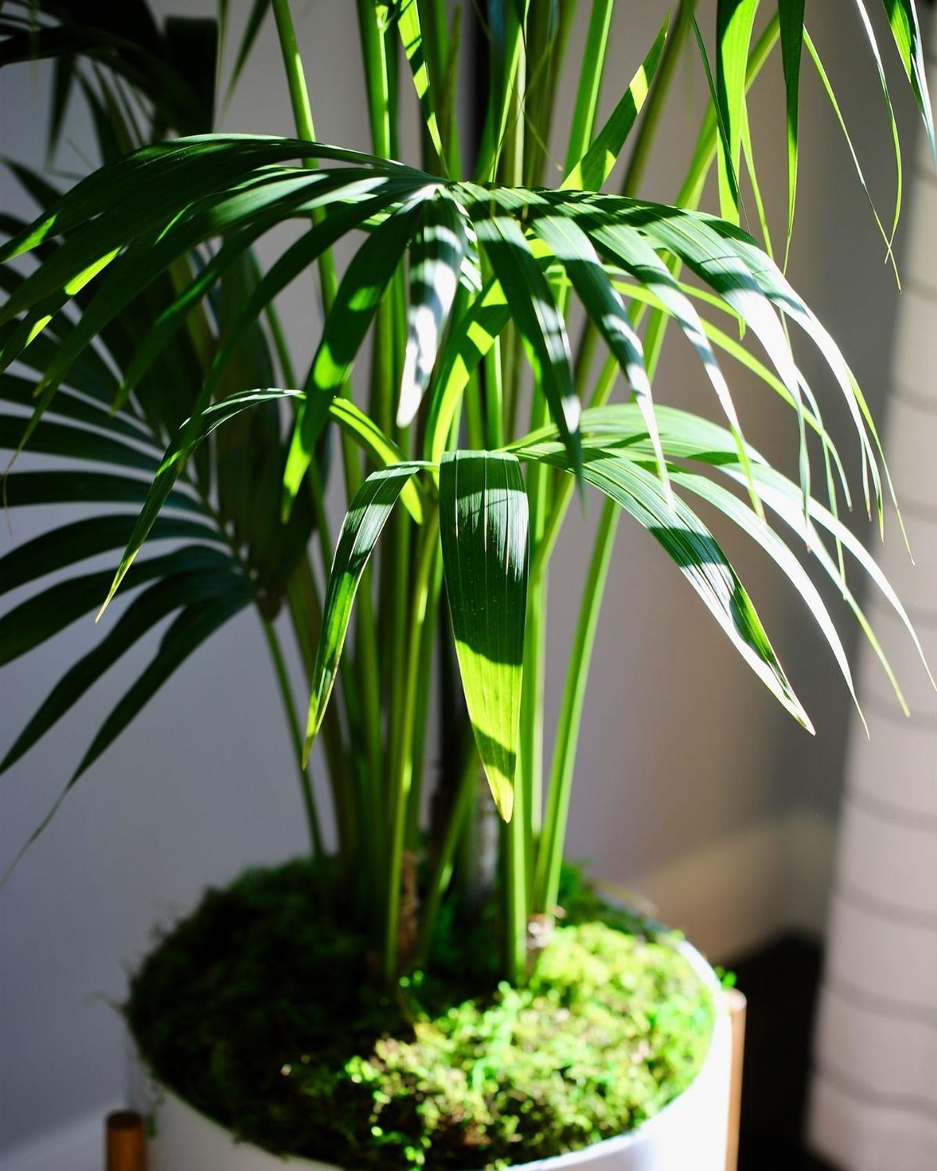 Sunlight hitting. thebright foliage of a beautiful Kentia plam.