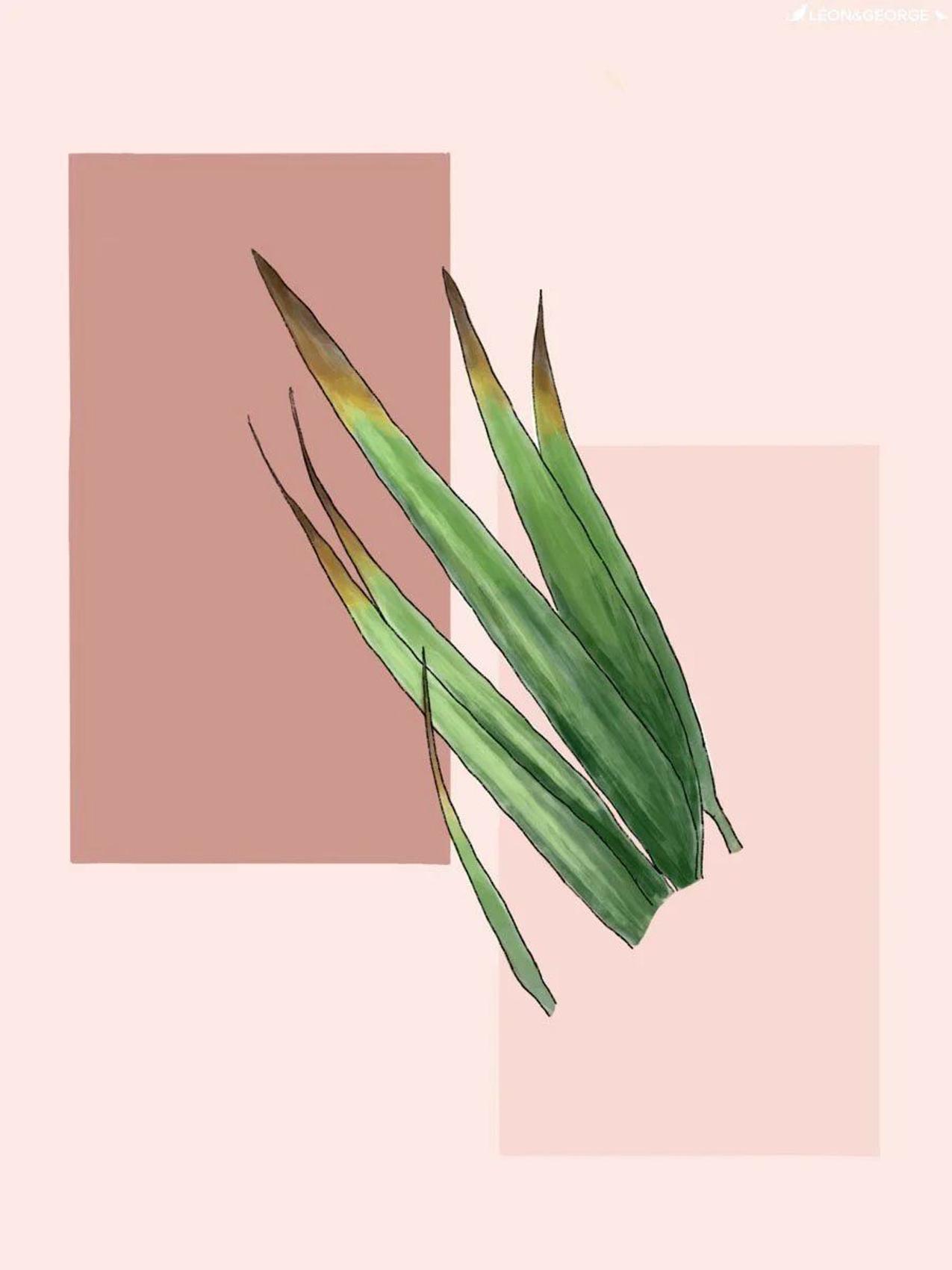 Kentia Palm with browning frond tips