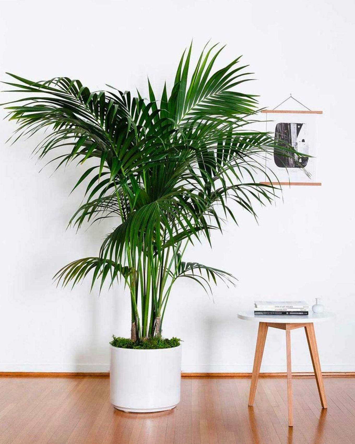 tall office plantdelivery