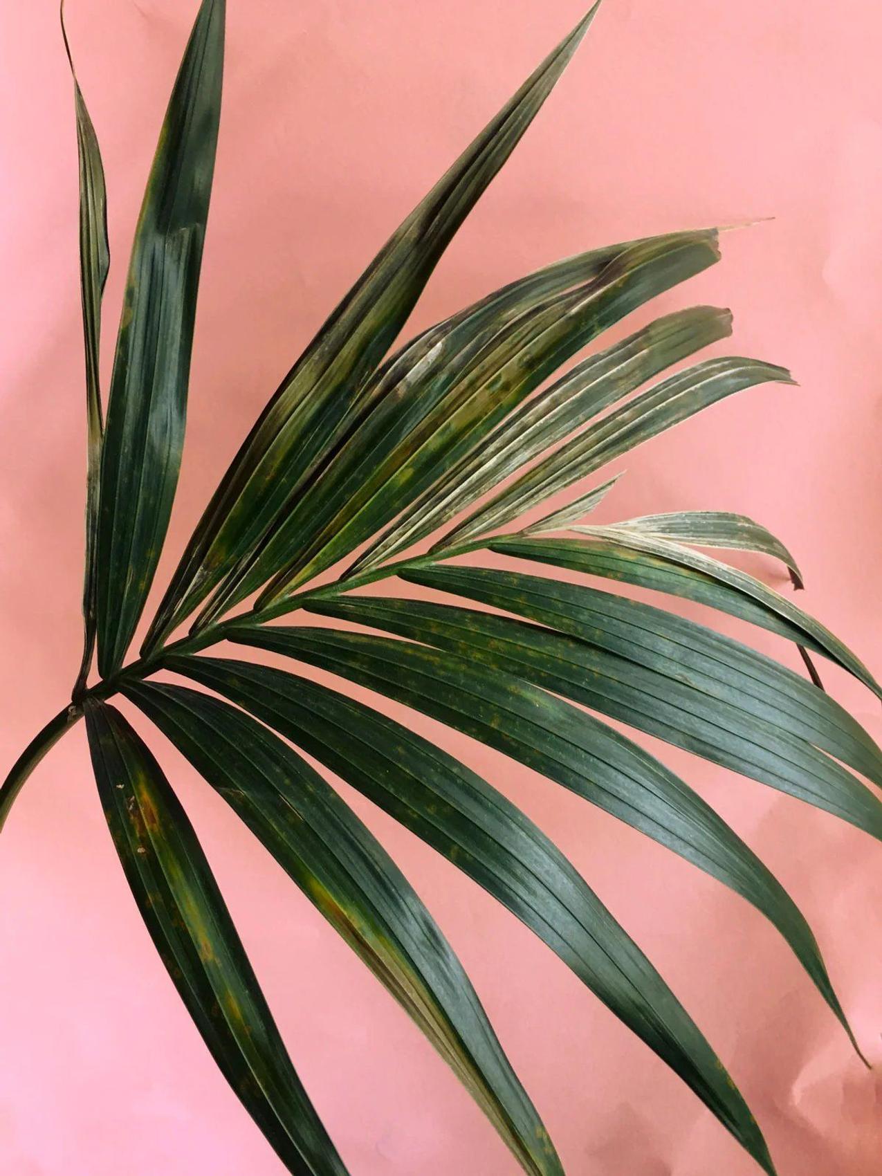 Kentia Palm with yellowing fronds