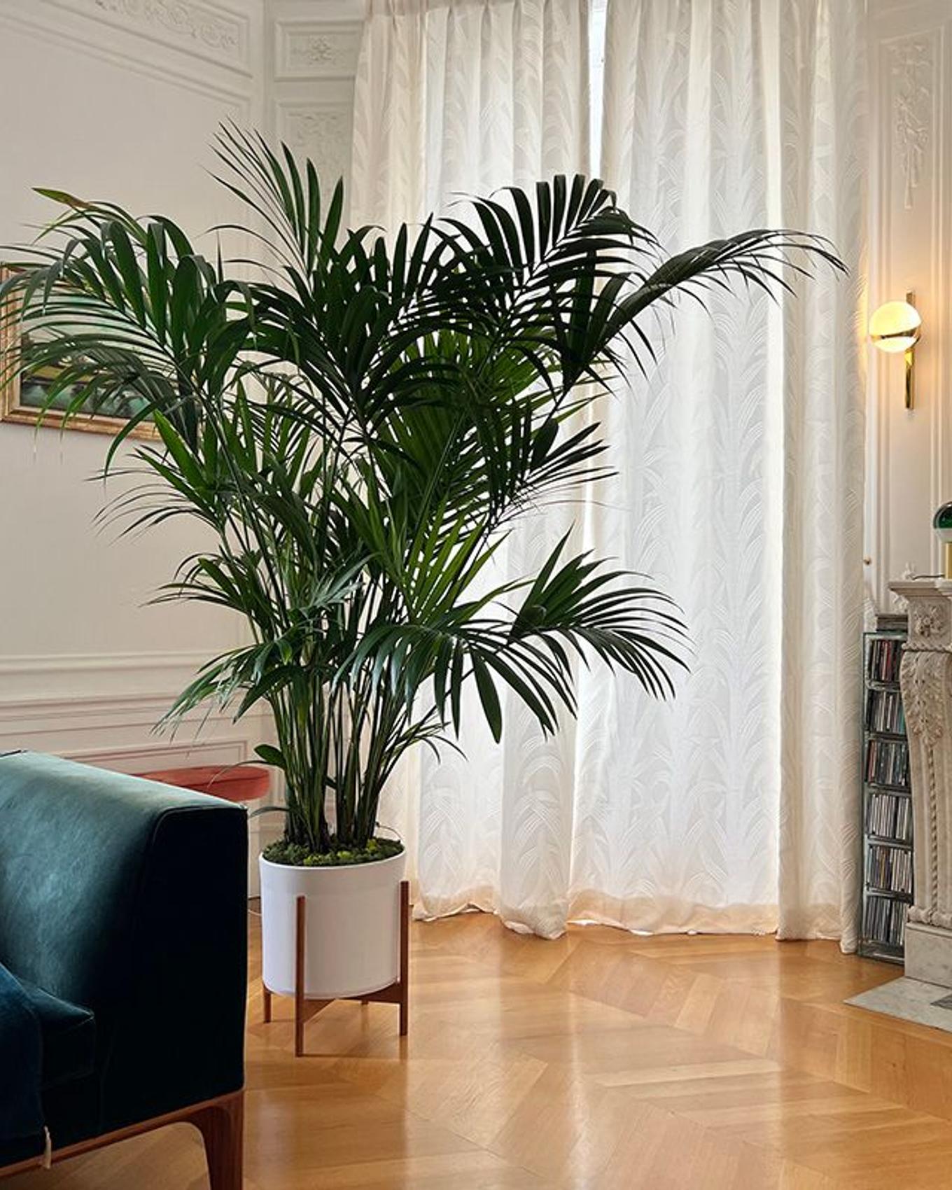 A big Kentia Palm  in a Parisian apartment