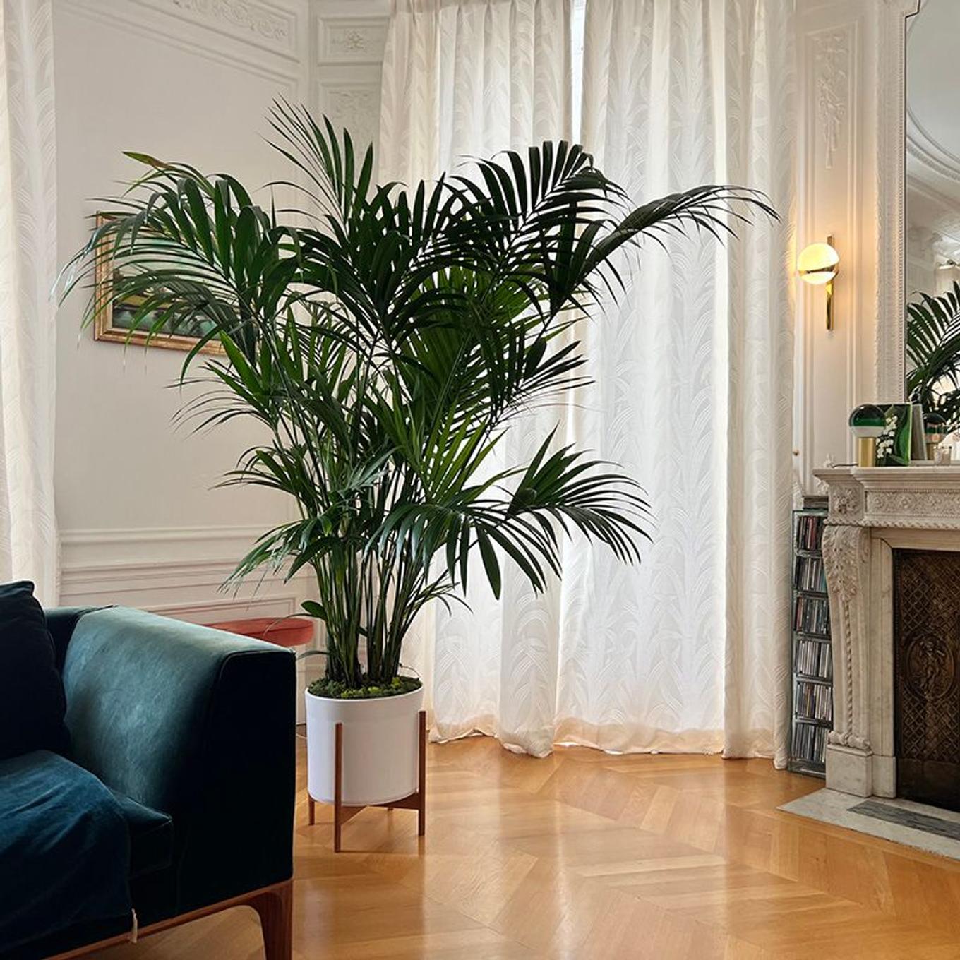 Plants for the window sill
