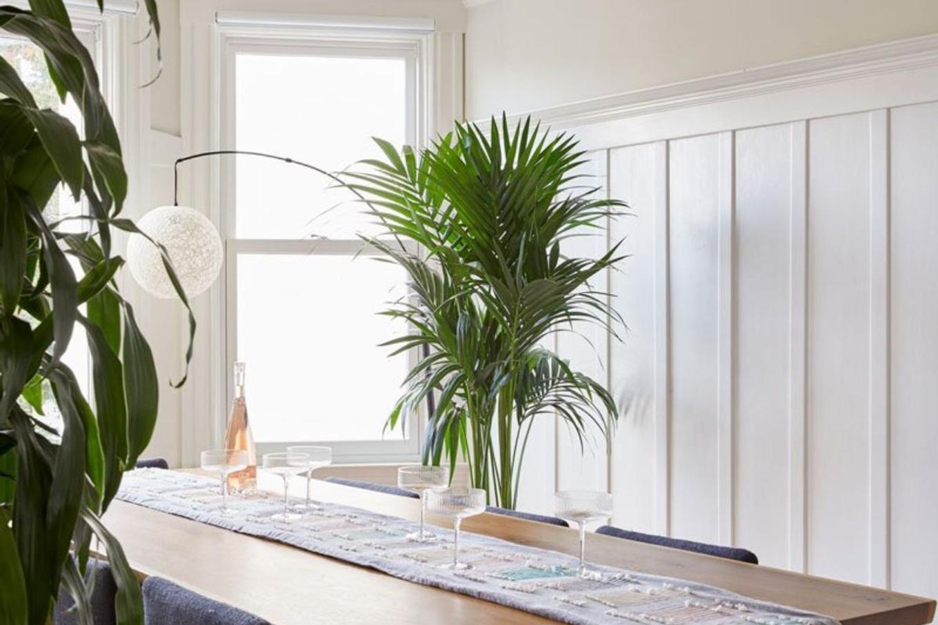 A Kentia Palm next to a bright window in a dining room