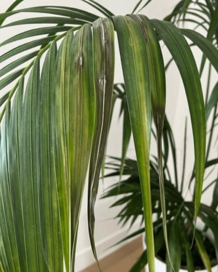 indoor plants picture