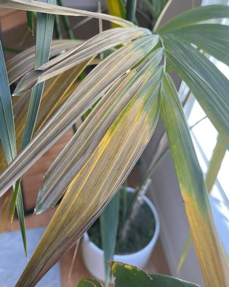 indoor plants picture