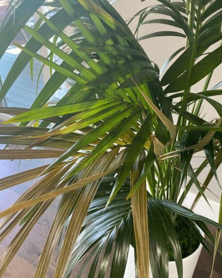 indoor plants picture