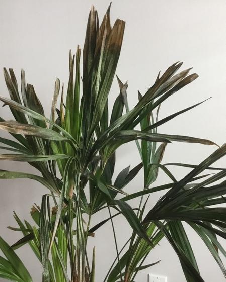indoor plants picture