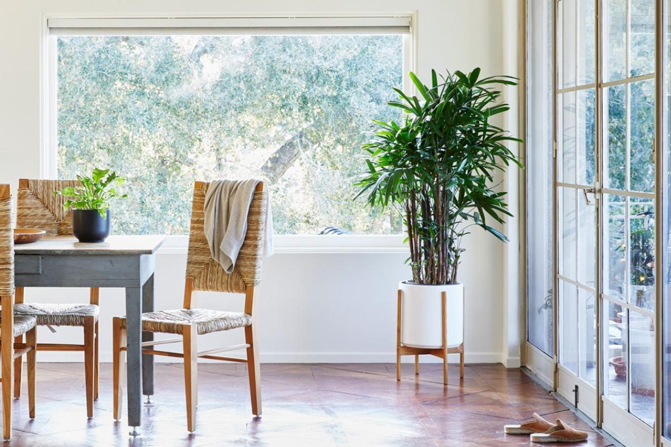 A Lady Palm beautifully decorating a bright dining area