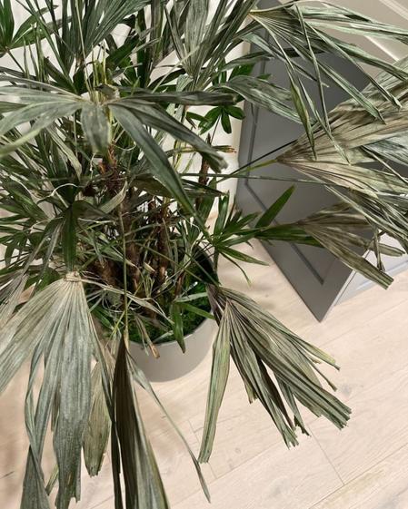indoor plants picture