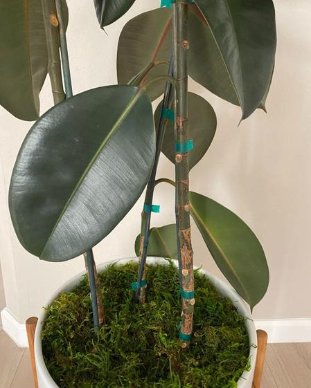 indoor plants picture