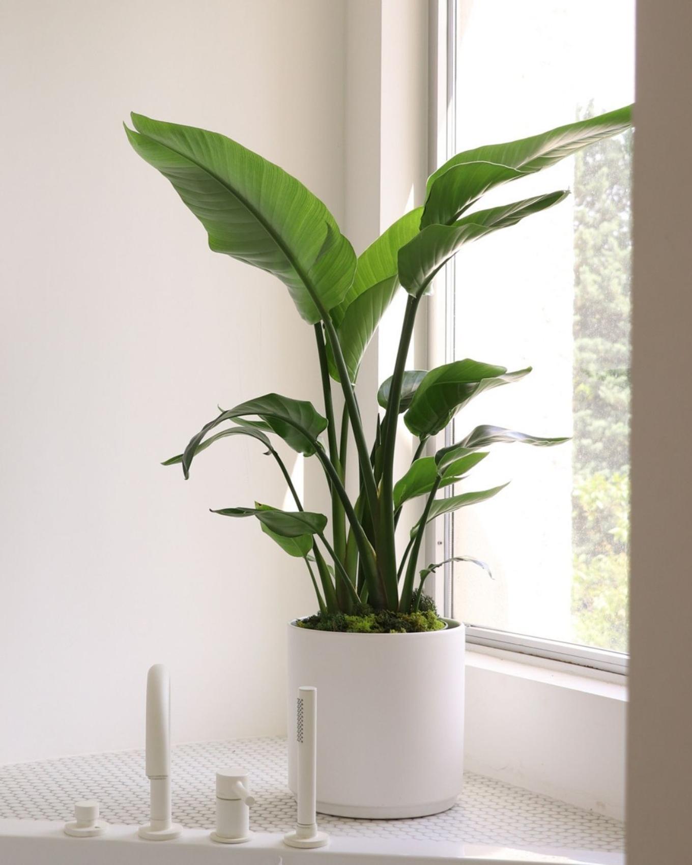 A bright bathroom and bathtub with a Bird of Paradise
