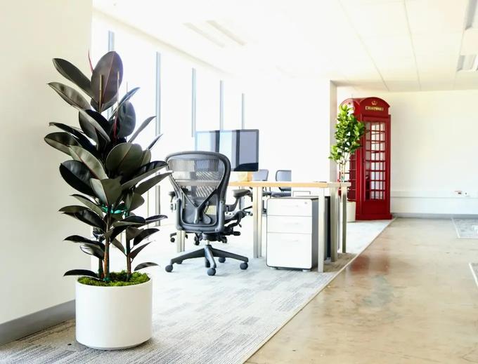 Ficus Elastica in einem Open Space