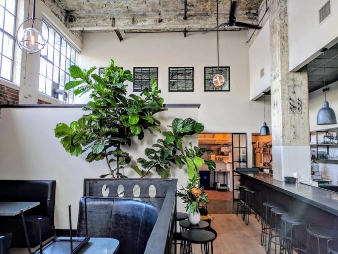 Ficus Lyrata in einem Restaurant