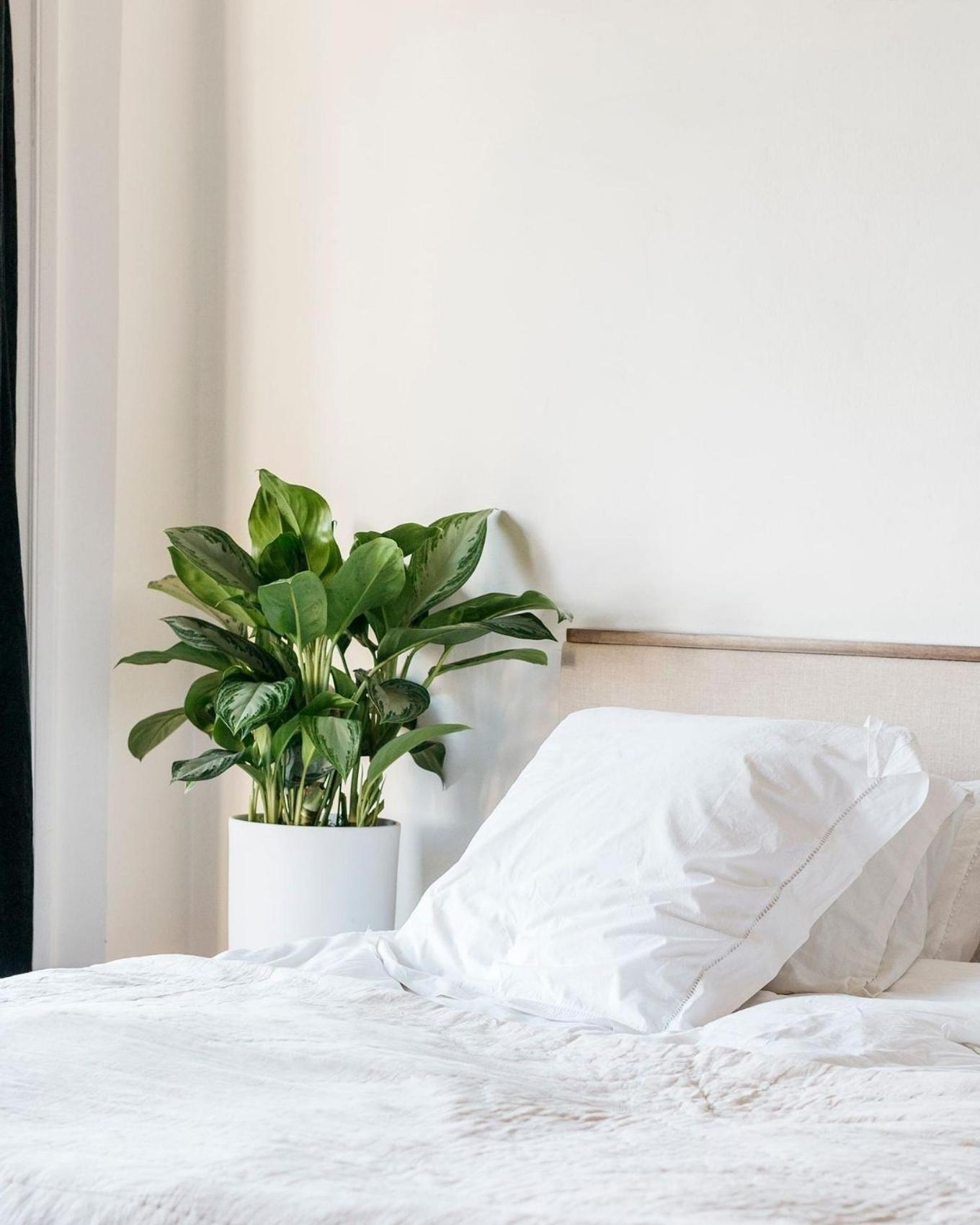 A bright white bedroom with a Silvergreen plant.