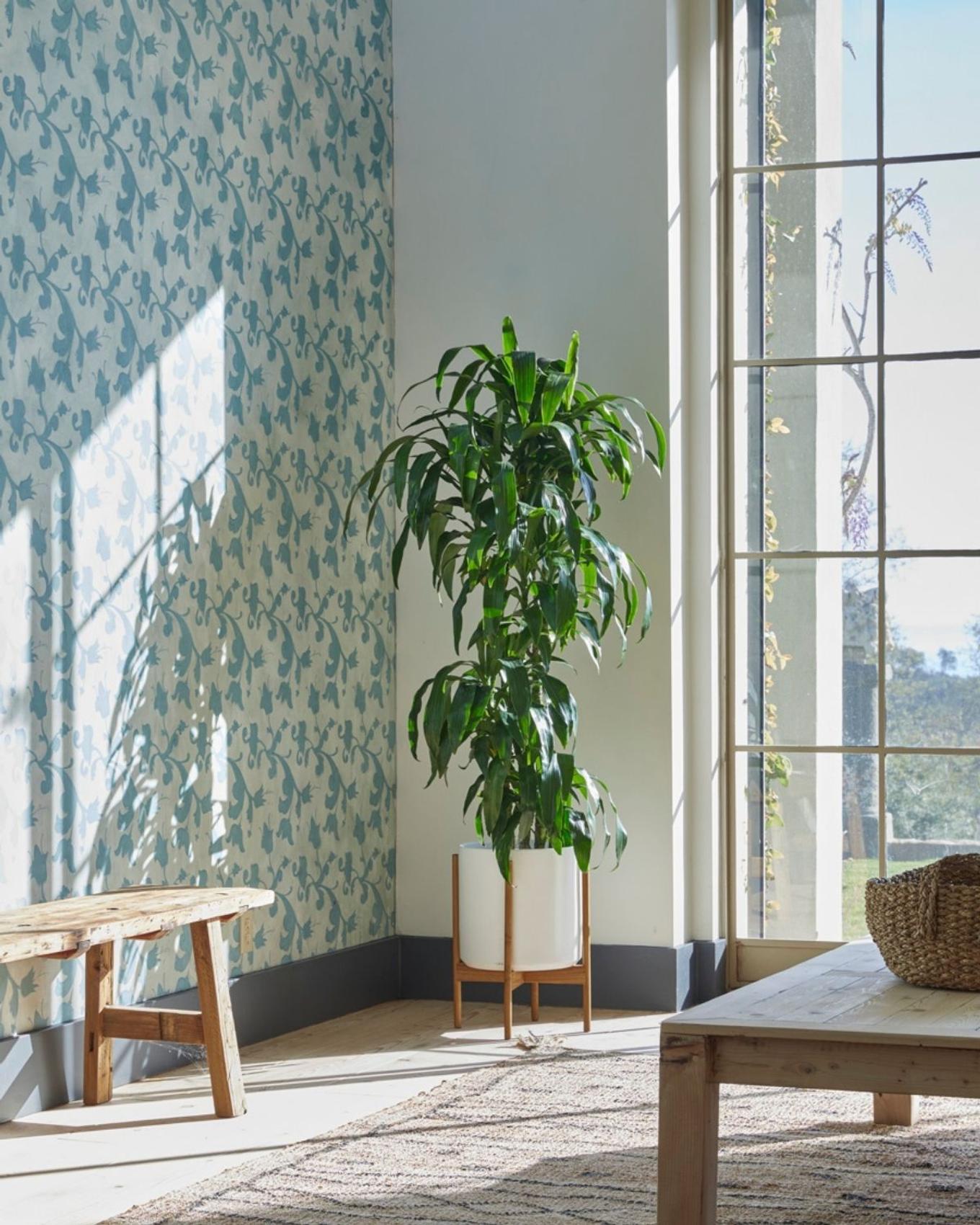 The Dracaena Lisa, basking in the sun