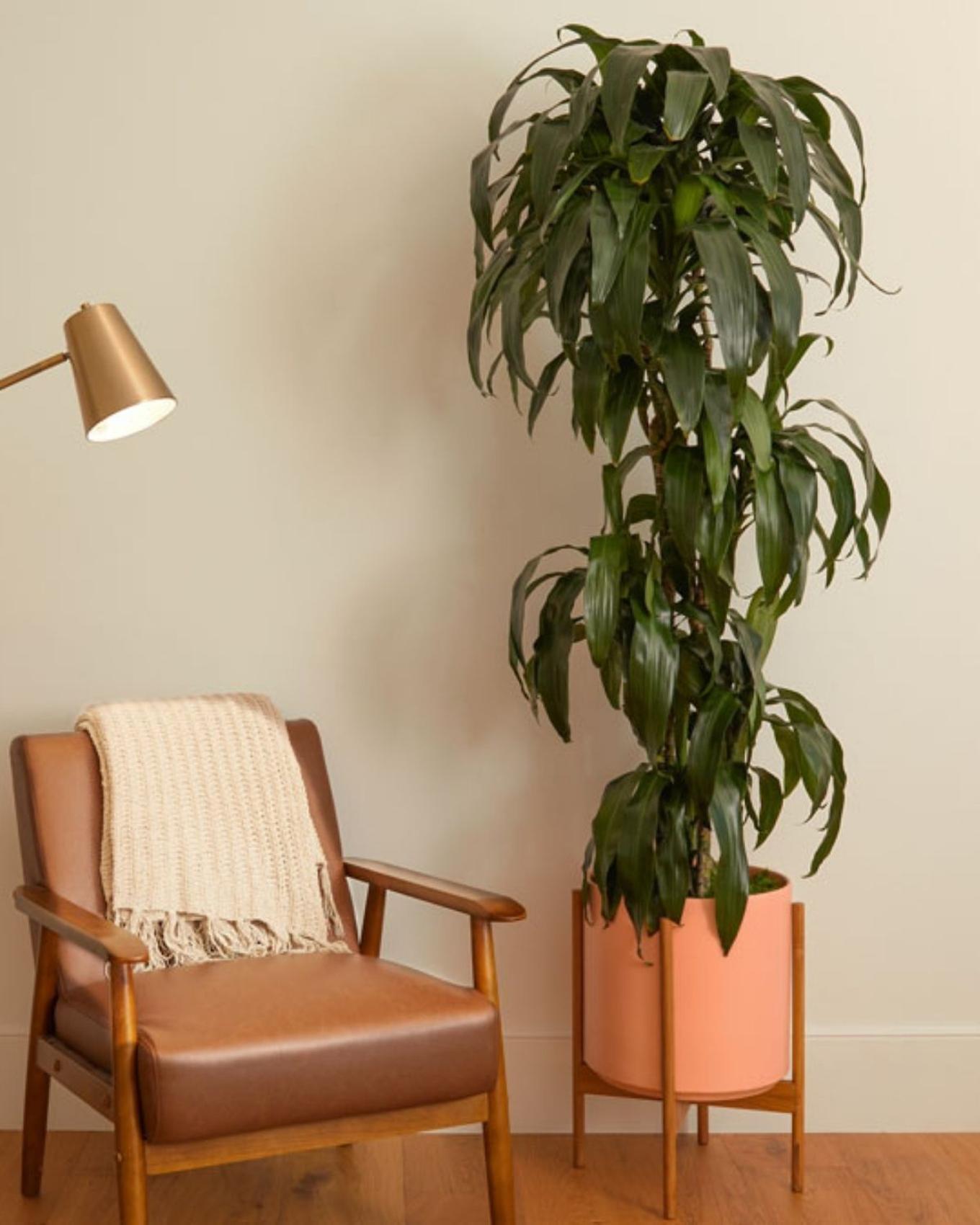 A Dracaena Lisa in a low light area