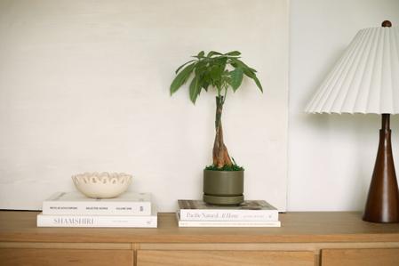 The Best Low-Light Indoor Plants That Thrive Anywhere