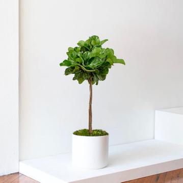 Geigen-Feige: Pflegeanleitung für den Ficus Lyrata