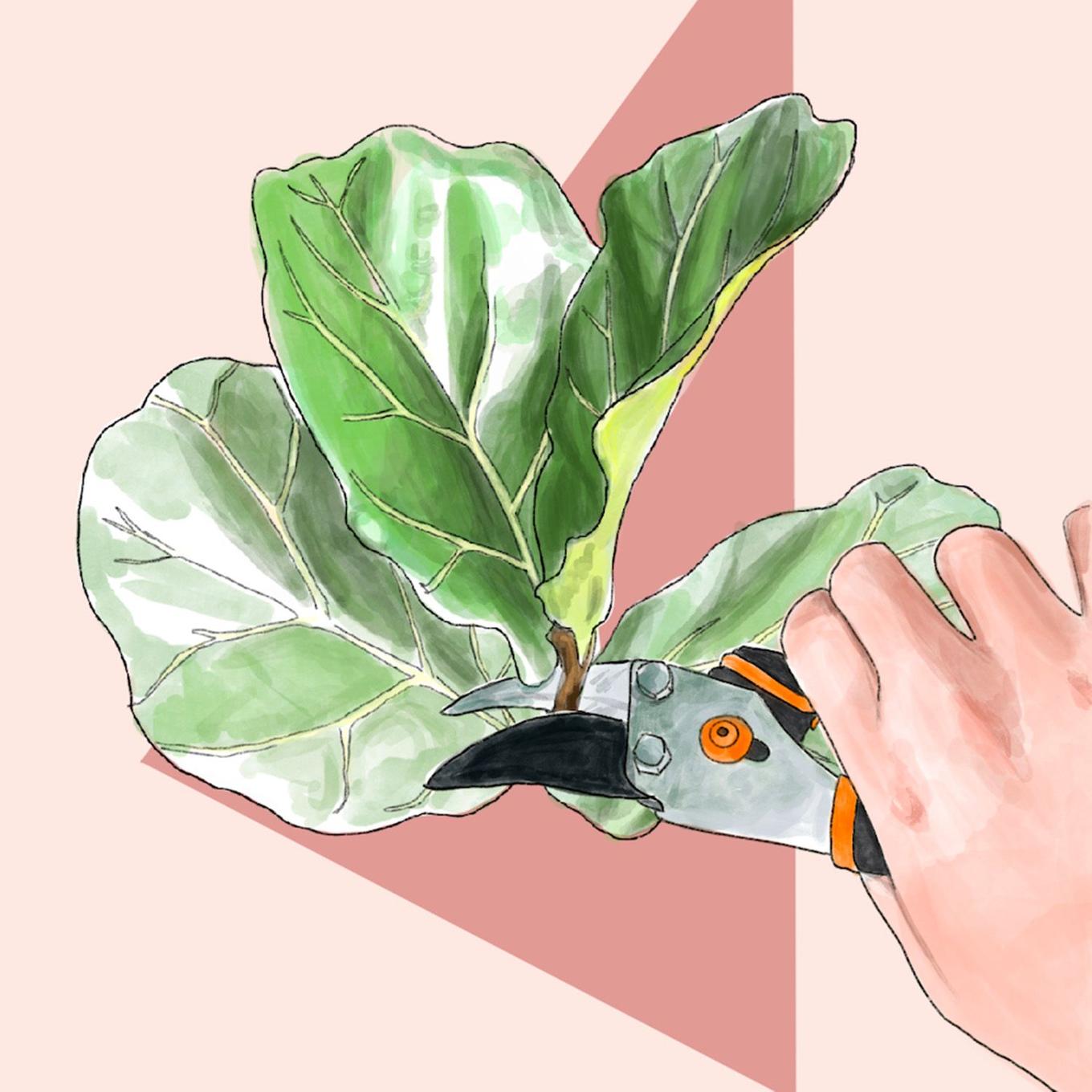 Schnitt einer Geigen-Feige mit der Gartenschere, knapp über einem Knoten