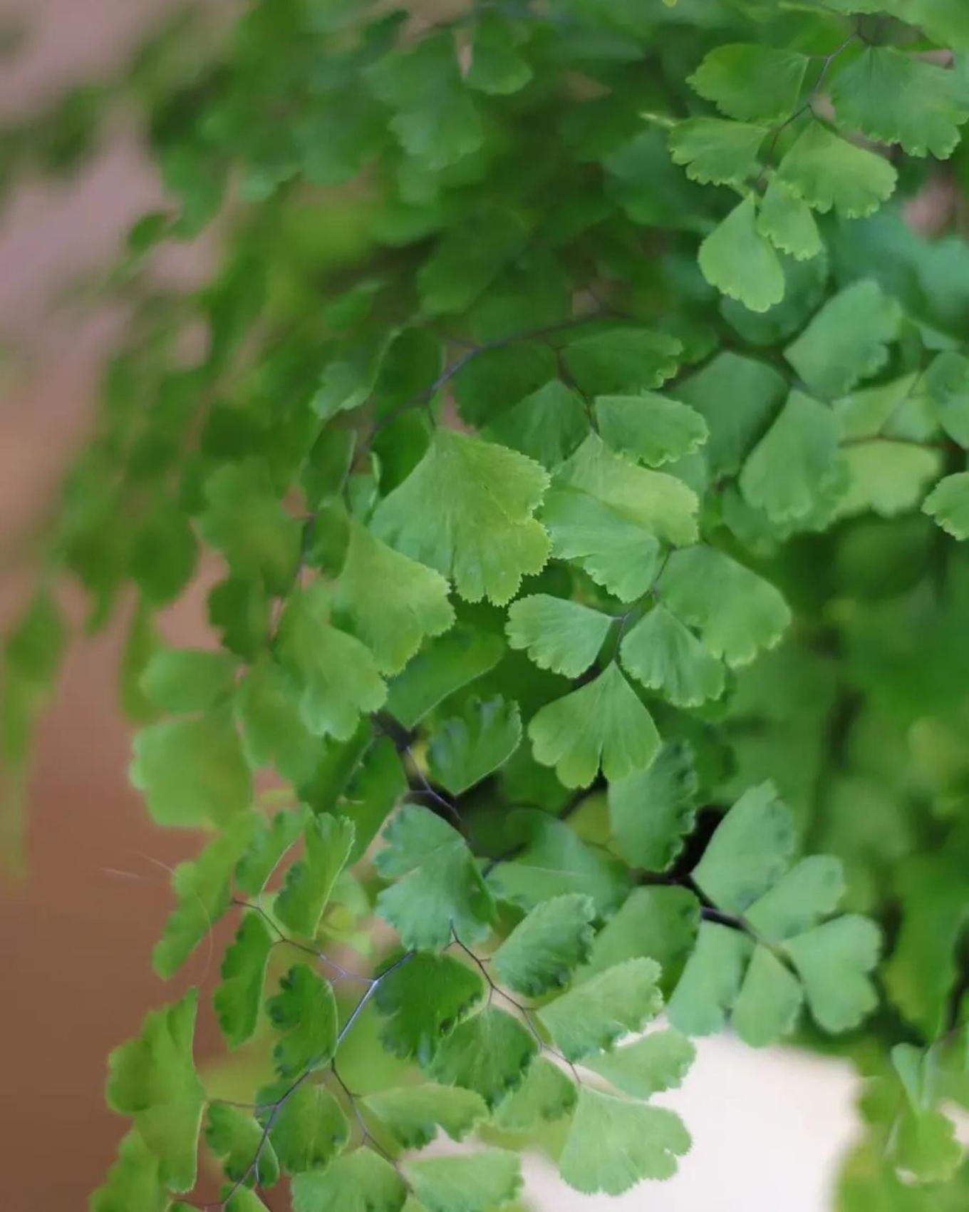 The delicate foliage of a Miadenhair Fern