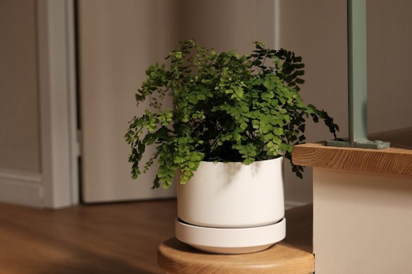 A moody stairway scene with a potted Maidenhair Fern
