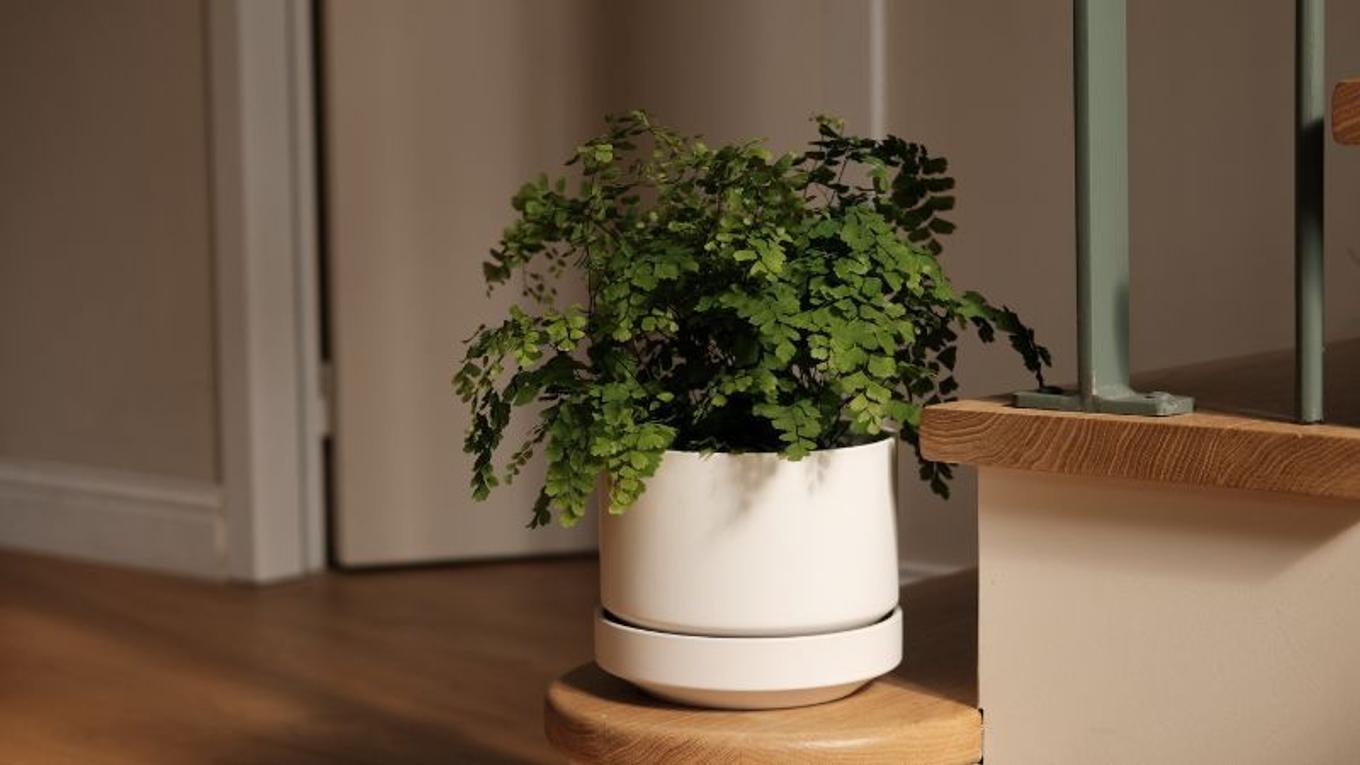 Maidenhair Fern Care Guide