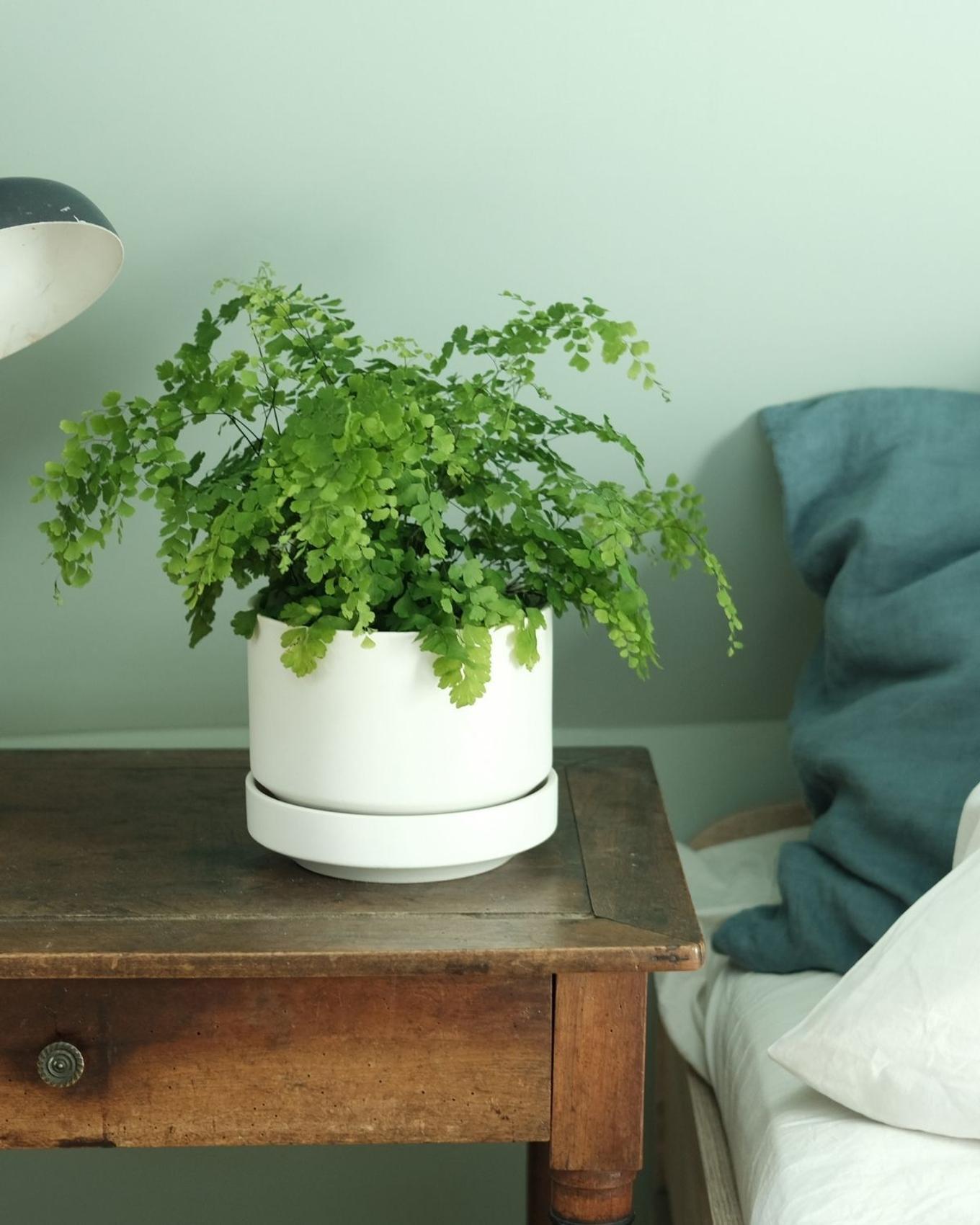 A Maidenhair Fern on a cozy nightstand