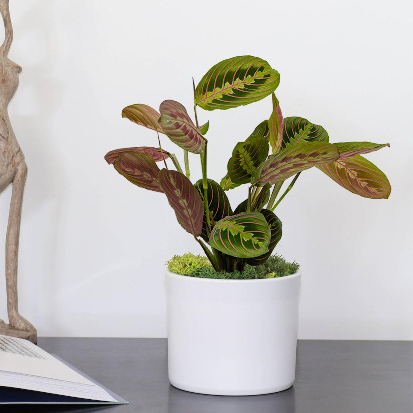 Maranta Leuconeura mit samtigem Laub und himbeerroten Adern
