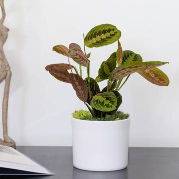 Gebetspflanze: Pflegeanleitung für die Maranta Leuconeura