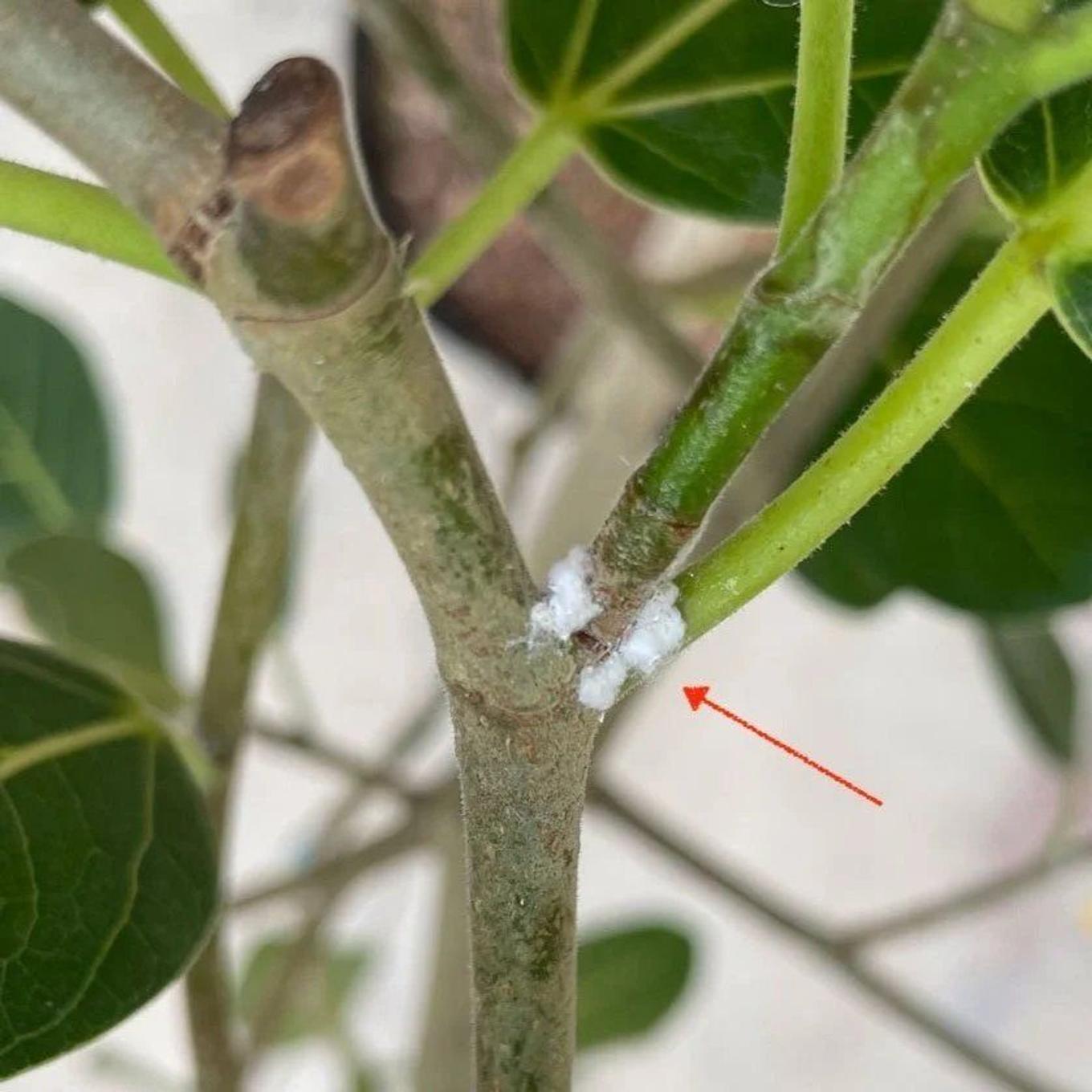 Mealybugs on a Ficus Audrey leaf