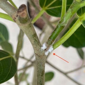 Mealybugs: A Definitive Guide on How to Deter and Treat Them
