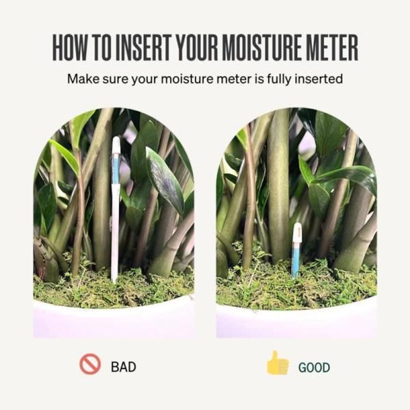 how to insert the moisture meter in your house plant