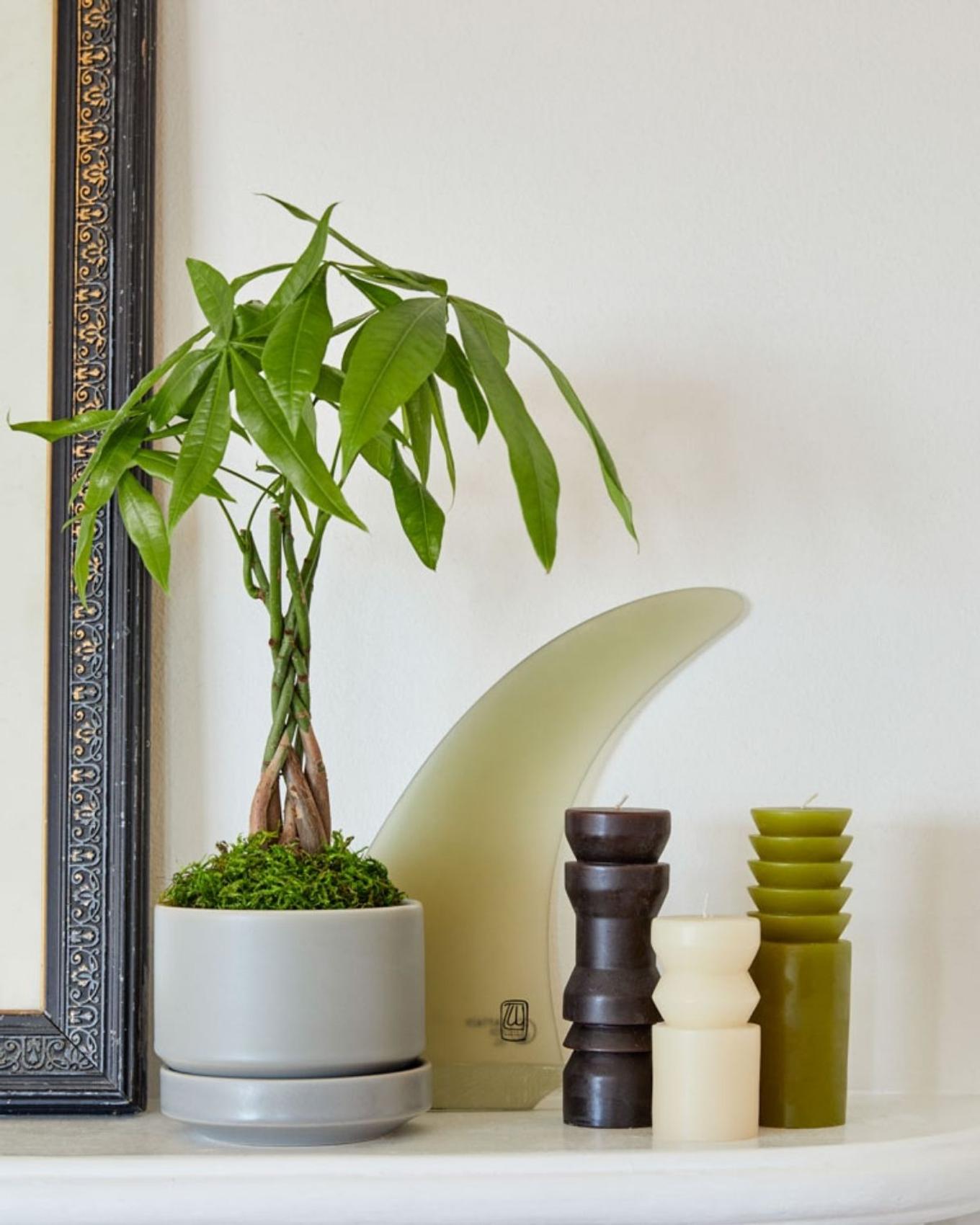 money tree gift