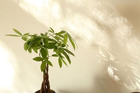 The 10 Commandments of Money Tree Care