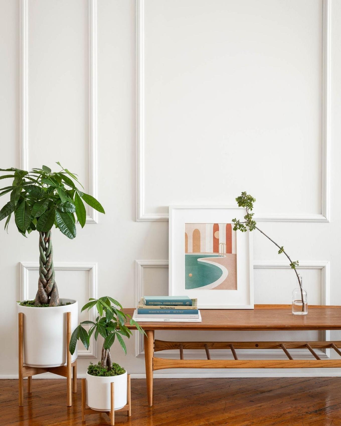 Two Braided Money Trees decorating a foyer