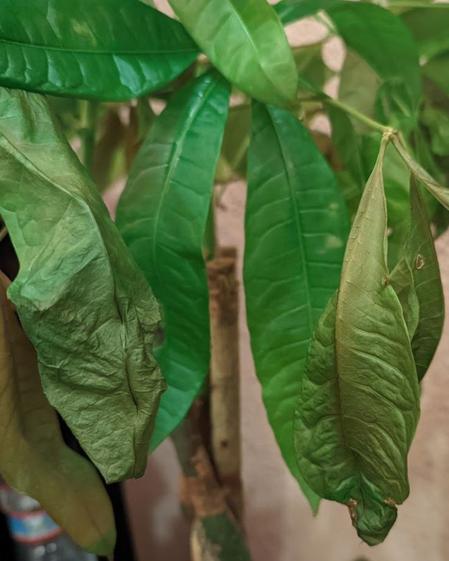 indoor plants picture
