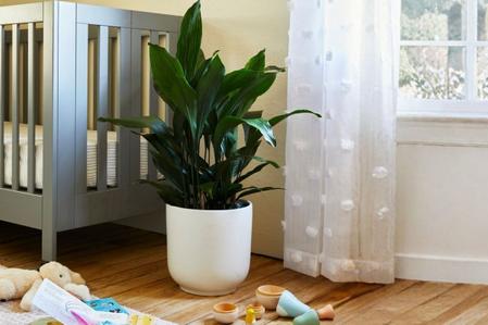 The Absolute Best Plants for A Nursery or Playroom