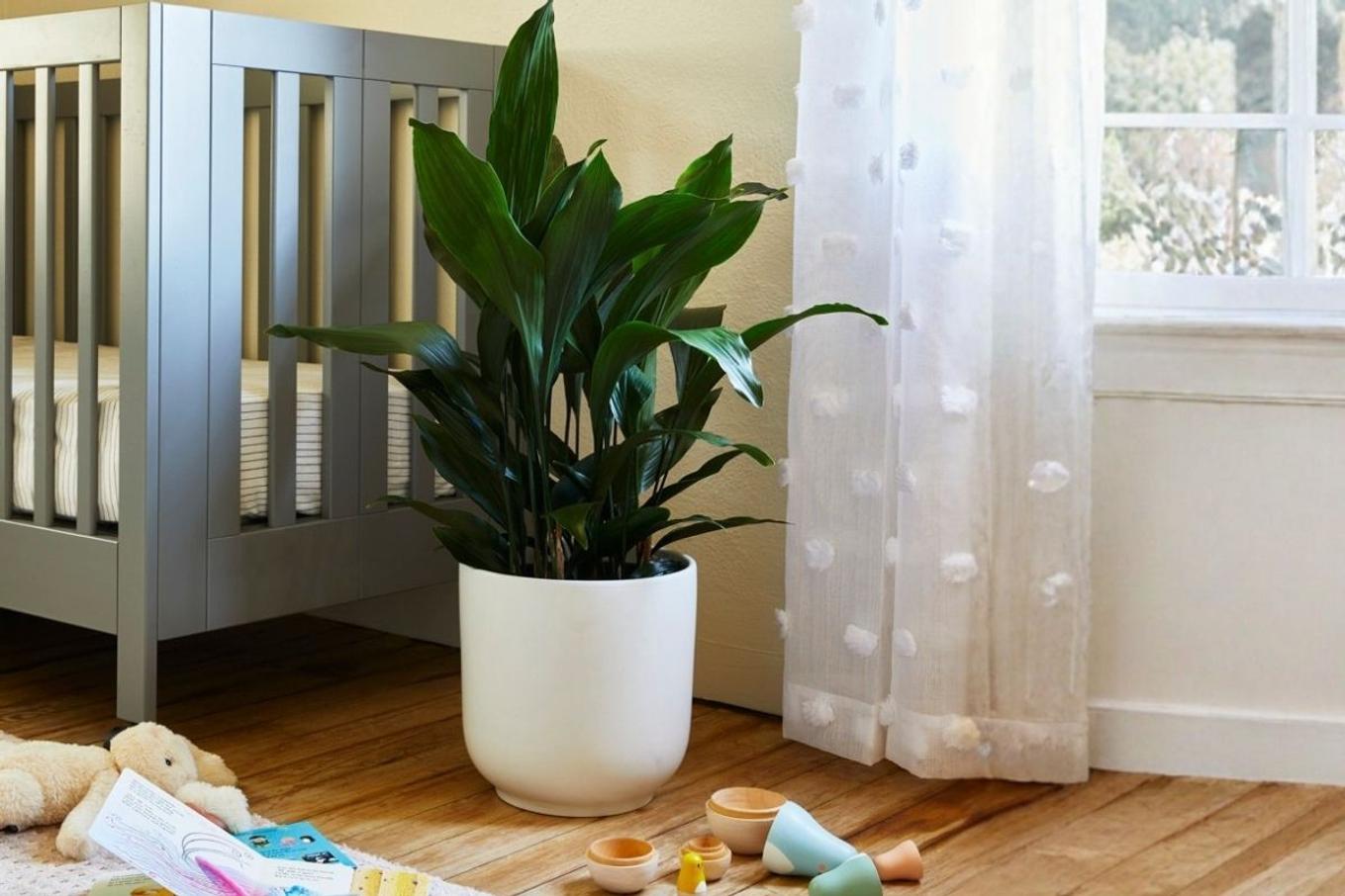A Cast Iron Plant in a baby's room
