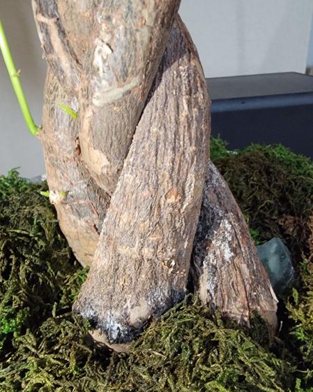 indoor plants picture